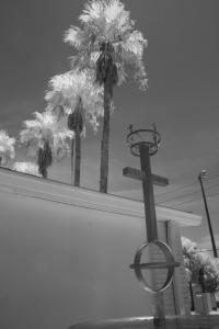Photo Of The Day-palms And Cross